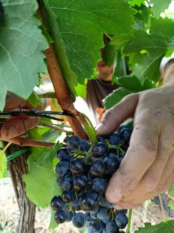 Agriturismo Colle Vento 수베레토 외부 사진