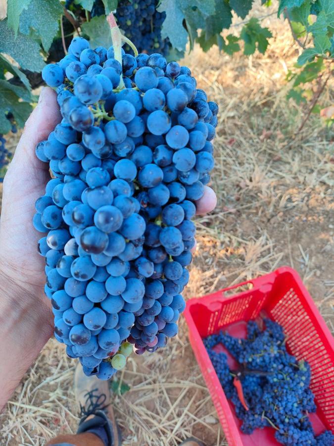 Agriturismo Colle Vento 수베레토 외부 사진