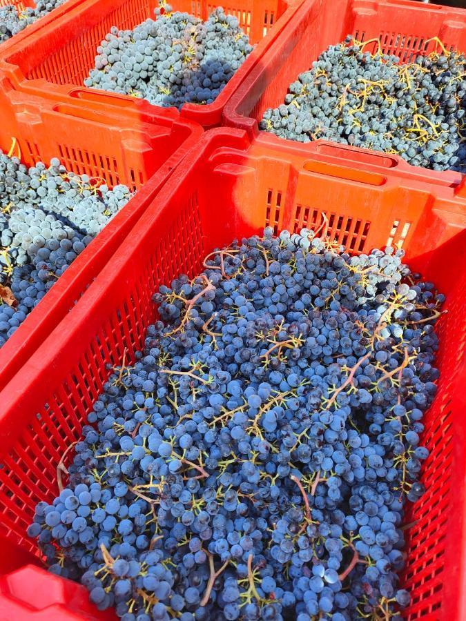 Agriturismo Colle Vento 수베레토 외부 사진