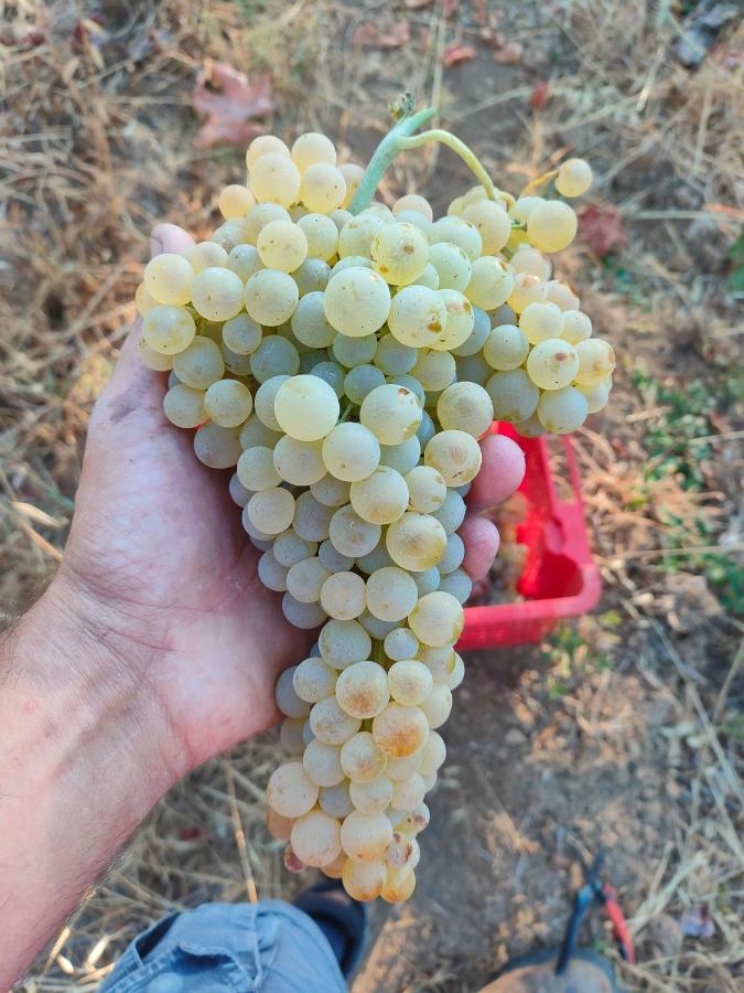 Agriturismo Colle Vento 수베레토 외부 사진
